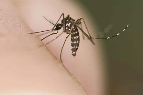 济南消杀公司：蚊虫的防治与消杀方法