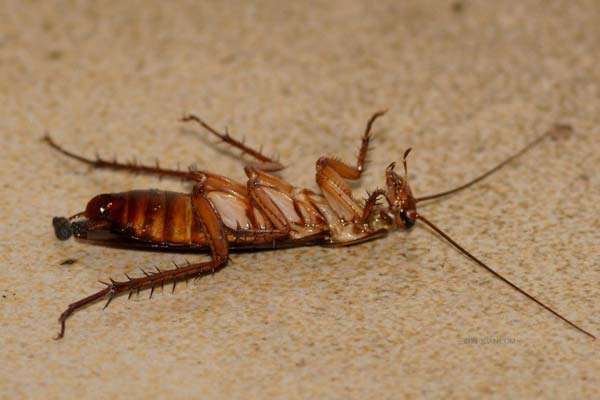 济南杀虫公司:蟑螂防止的有效方法