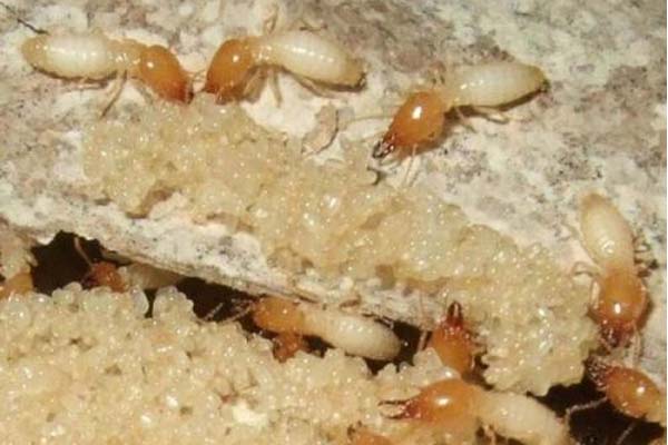 上门杀虫公司:白蚁的常见种类及习性，了解一下对您有帮助
