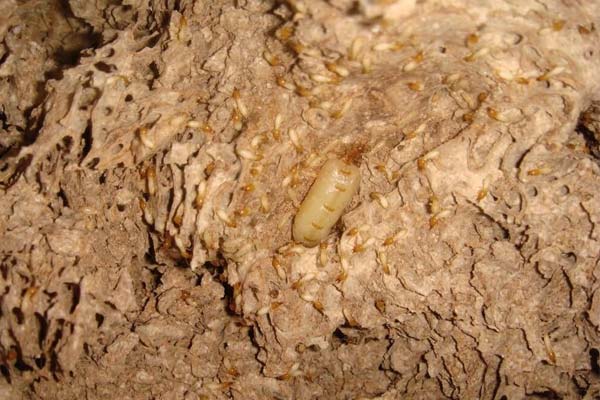 济南杀虫公司:白蚁对户外环境的危害和防治措施