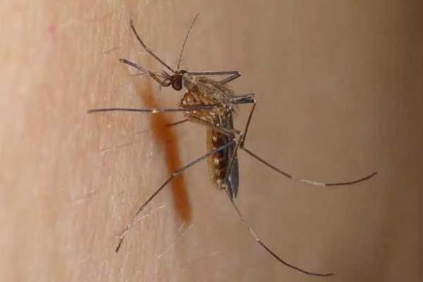 四害消杀:被蚊子叮咬后，有哪些误区？