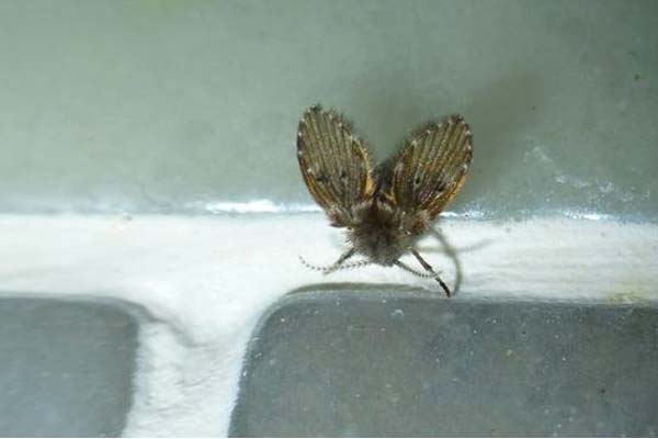 济南杀虫公司提醒您，不要小看家里的小飞虫