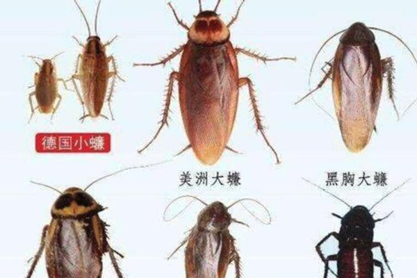济南专业灭蟑螂公司