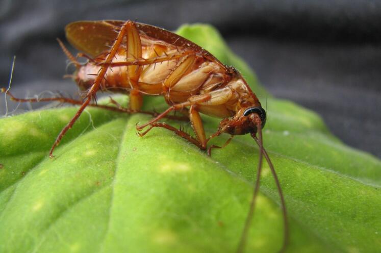 蟑螂对于人体健康的危害不止你想的那么简单
